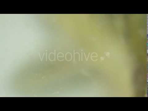 Fish Crucian Swimming in Water