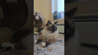 Cute Casper 😻#foryou #cat #kitten #ragdoll #cute #millionviews #adorable #love #shorts