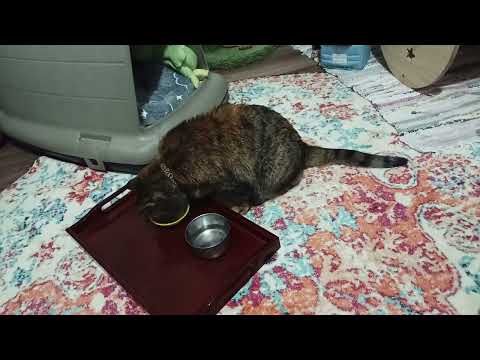 Not eating 24 hours Oh! Ate wee bit wet. G_d I miss her! Mommy wants to hold & kiss you so bad!💔