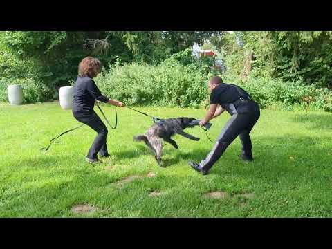 Hasenhirsch Pelle (11 Monate) lernt Ruhe