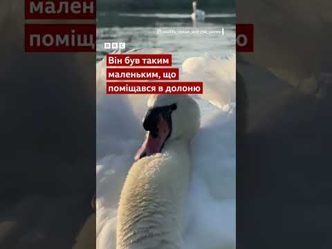 Лебідь Укропчик зачарував мережу. Він миттю мчить на голос свого рятівника #shorts #новини #тварини
