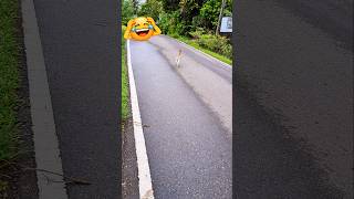 Come Back ..After loitering ..🐾️😹 #shortsfeed #cat #shorts