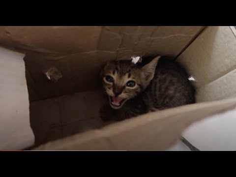 Abandoned Stray Kitten Dropped off in a Tiny Box at our Doorstep While Living in the Philippines