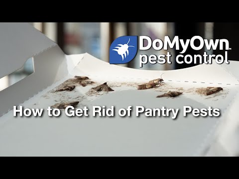  How to Get Rid of Pantry Pests Video 