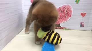 柴犬の動画01