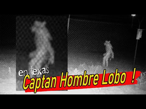 WOLFMAN ENGRAVED IN YELLOW TEXAS / Oxlack