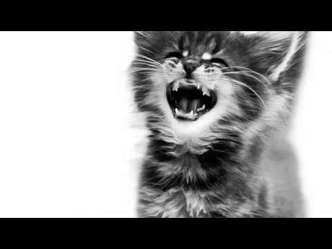 ROYAL CANIN Persian Kitten - sausas maistas dla kociąt rasy perskiej oraz kotek w ciąży i w okresie laktacji - 10 kg