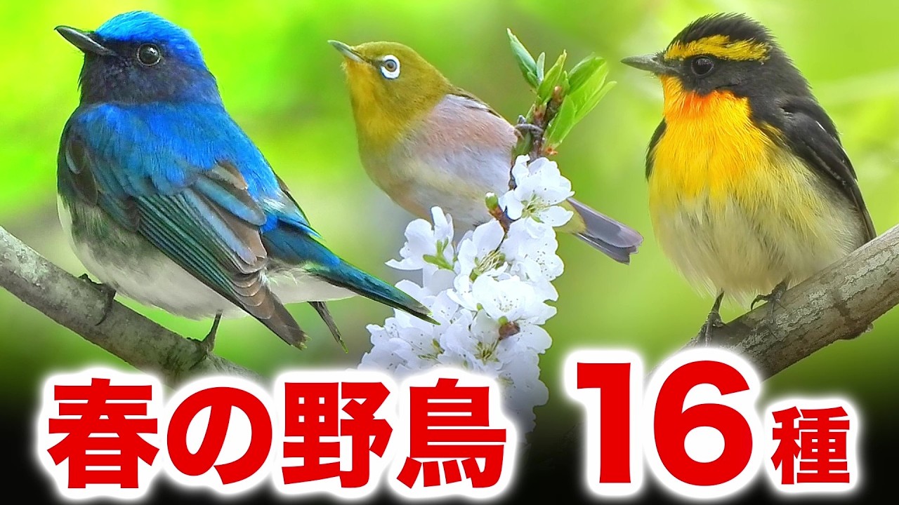 春は野鳥がたくさん！やさしく学べる解説動画【鳴き声付き】
