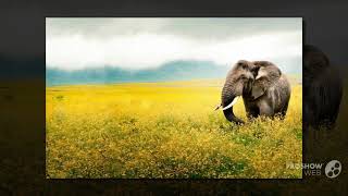 Kenya Safari & Tours | Africa Picture Safaris