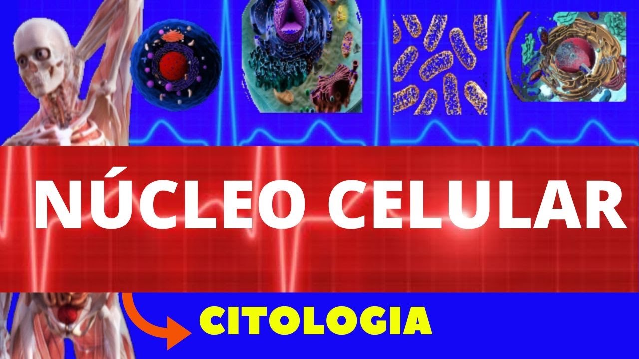 NÚCLEO CELULAR (ENSINO SUPERIOR) - ESTRUTURA E FUNÇÕES