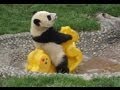 So Cute! Baby Panda Playing (1) 