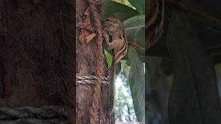 Download lagu Saving a squril from my cat #cat #cute #viral mp3