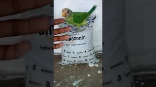 0* Parrot eating sunflower  seed from Amazon