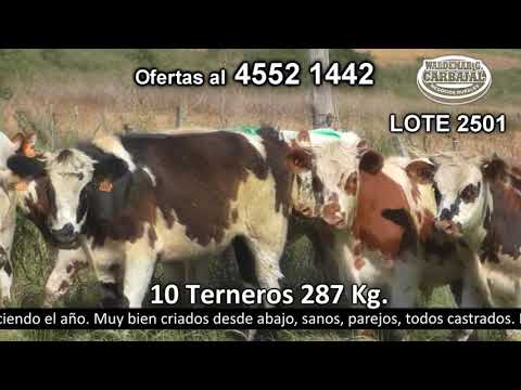 Lote 10 Terneros 9 NO y 1 NO c/  AA. 287kg -  en Pichinango - a 20 km del km 145 de R2 y a 25 km de Nueva Helvecia
