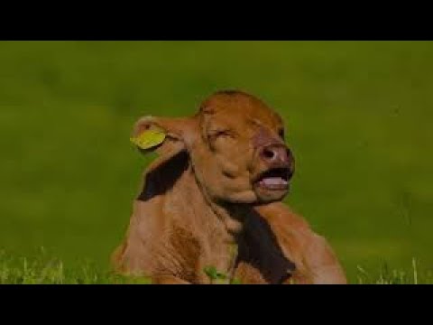 動物科学科 東海大学農学部応用動物科学科・阿蘇実習フィールド（あか牛編）