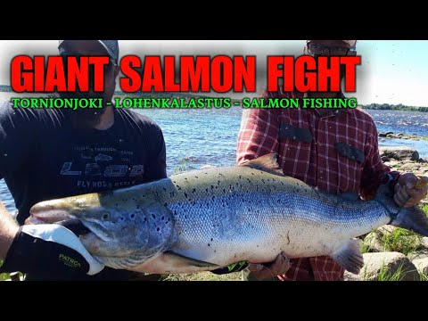 Tornionjoki MATKAKOSKI Lohi 22.30 kg - SPINFLUGA PUTKIPERHOLLA ISO LOHI (WanhaSotaratsu putkiperho)