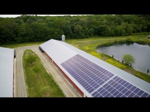 download lagu mp3 mp4 Farmers Best Chicken, download lagu Farmers Best Chicken gratis, unduh video klip Farmers Best Chicken