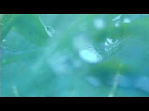 A. Vivaldi: Laudate pueri [psalm 112] in A major (RV 602) - Part II