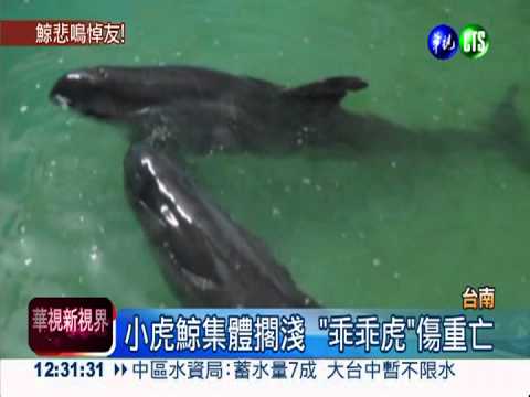 小虎鯨三缺二 "小帥虎"悲鳴哀悼