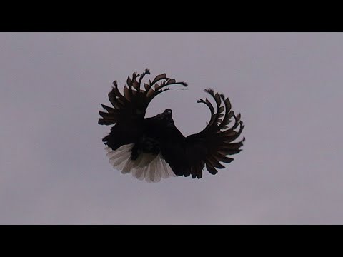 Голуби николаевские торцовые серпастые. Серпастых голубей. Серпастых голубей. Серпастые голуби фото. Николаевские голуби серпастые.