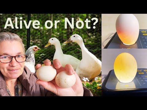 How to Tell is an Egg is Fertile (Candling Guide) 