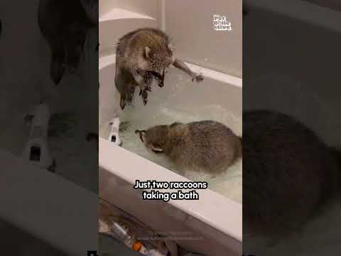 Deux adorables ratons laveurs s'amusent dans la baignoire