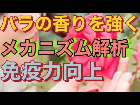切りバラの香りがしなくなった理由 植物