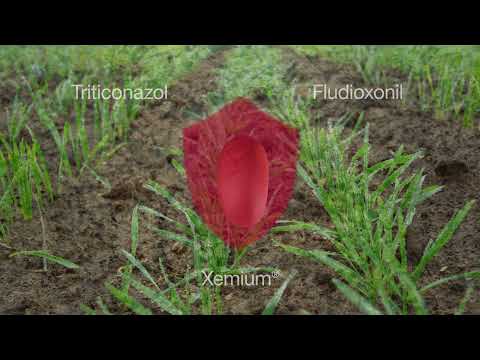 Rubin®Plus Die neue Getreidebeize mit dem besonderen Plus