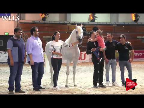 N.87 MOUNTASSAR AL ZOBAIR - Wels 2018 - International Senior Stallion Championship GOLD