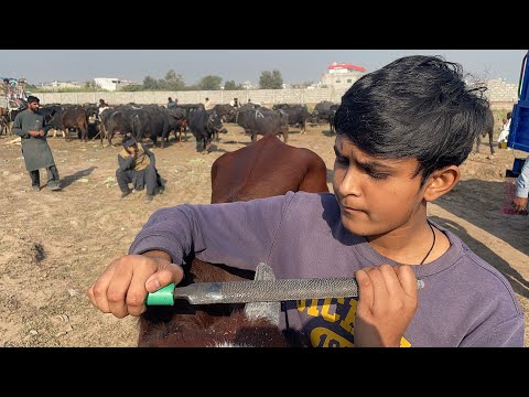 Literally little boy trimming and reshaping Horng cow Horng treatment #dehorning