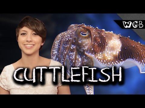 Cuttlefish Are Weird, Gross & Beautiful