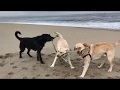 Barney Layla Bear Nico And Maple At Sandy Hook Beach