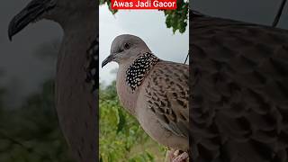 Download lagu The Sound of a Turtledove Bird Calling Friends to Make Sound mp3