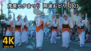 速報！茂原七夕まつり 阿波おどり 2023