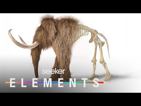 The Wild Plan to Bring Back Woolly Mammoths