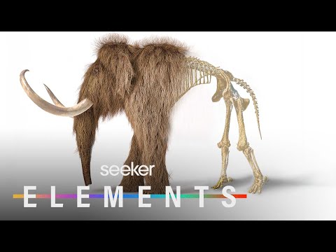 讓長毛象迴歸的瘋狂計劃 (The Wild Plan To Bring Back Woolly Mammoths)