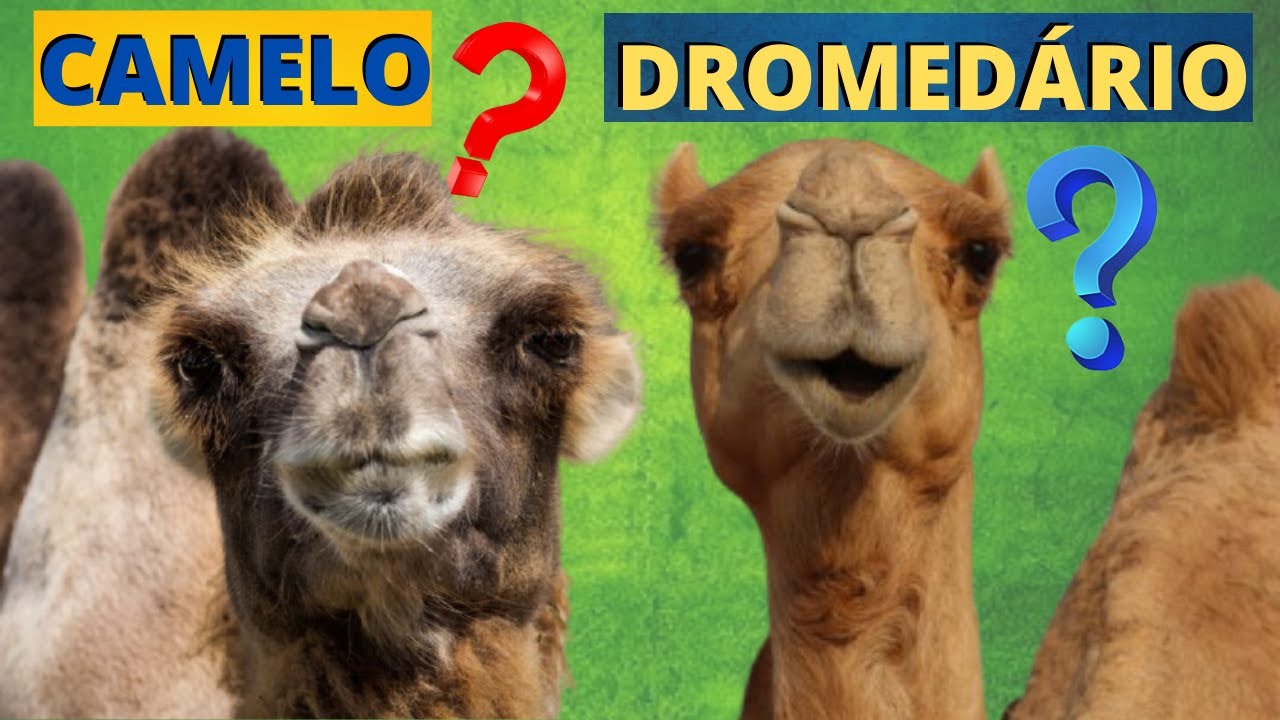 QUAIS AS DIFERENÇAS ENTRE CAMELOS E DROMEDÁRIOS? ELES PODEM CRUZAR E TER FILHOTES? POR QUE CORCOVAS?