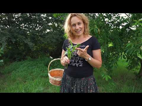 DOBRE ZIOŁO odc.3, ŻYWOKOST LEKARSKI | Marzena Andrzejewska, HIPOALERGICZNI