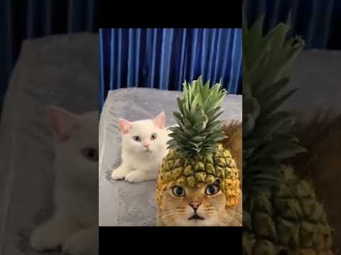 #youtubeshorts #comedyfilms #viralreels