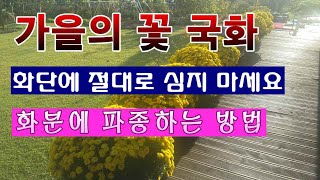 [텃밭농부 1,411]  가을의 꽃. 국화를 화분에 심는 방법. #국화재배