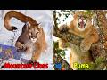 Mountain Lions Vs Puma Are They Same Species Discover Wild Cats Differences