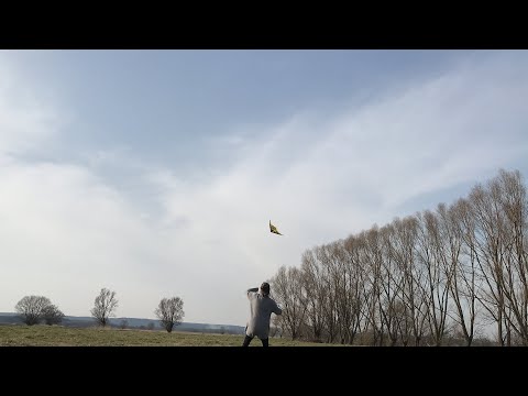 Latawiec - Dawid Blejder