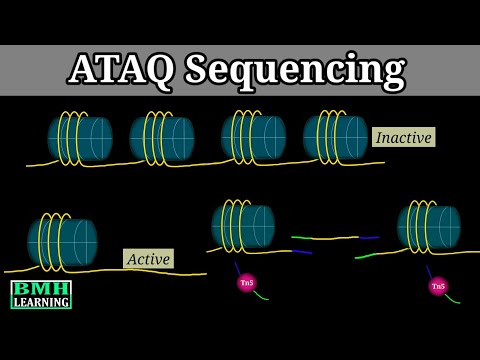 ATAC Sequencing | How ATAC-Seq Works | Assay For Transposase-Accessible Chromatin |