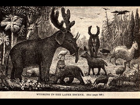 Animals of the American Eocene