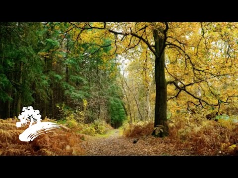 Jack Jezzro - Beatles on Guitar [Fall Visualizer]