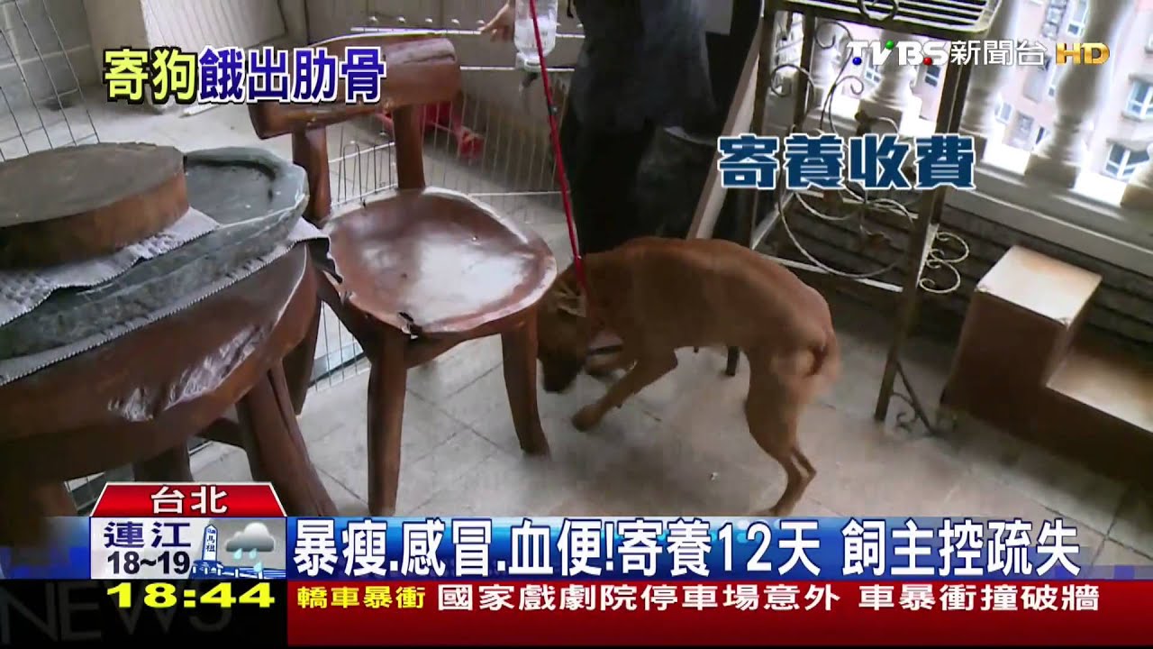 暴瘦、感冒、血便!寄養12天 飼主控疏失