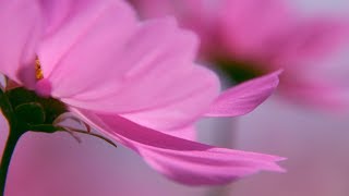 Vangelis - West Across The Ocean Sea - Музыка Vangelis