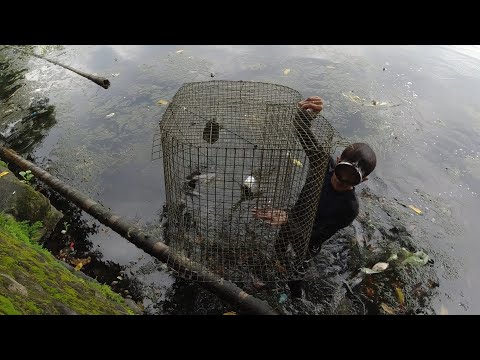 SE02EP97 Part 2 - Pag PANDAW at Pag HARVEST ng PATANGA - Sampalok Lake, San Pablo City, Laguna
