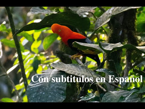 Paradise in Ecuador - LIMÓN !