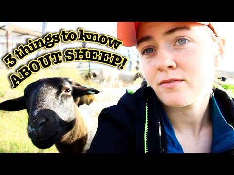 , title : '3 THINGS YOU NEED TO KNOW about Sheep | Dorper Sheep Farming'